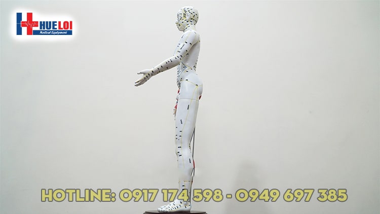 Mô hình huyệt vị người 65cm