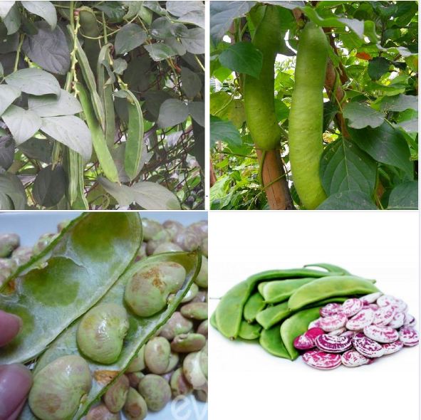 Hạt giống đậu ngự CT154 - Gói 10 hạt