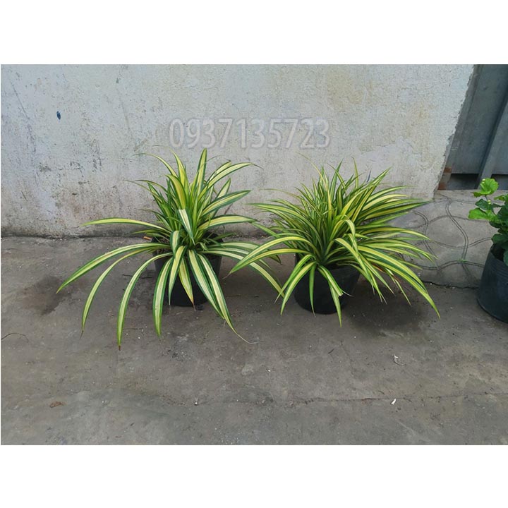 [HCM]CÂY DỨA SỌC VÀNG -DỨA THÁI-DỨA VẠN PHÁT