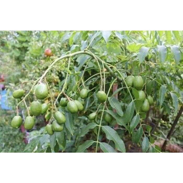 Cây cóc thái ra quả siêu sớm