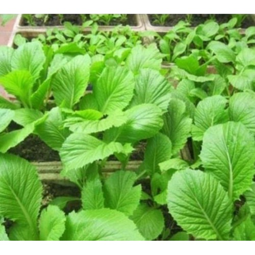 hạt giống Cải bẹ xanh mỡ