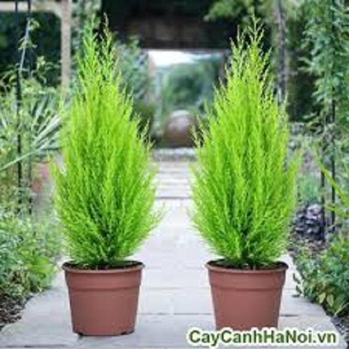 cây tùng bồng lai - cây để bàn