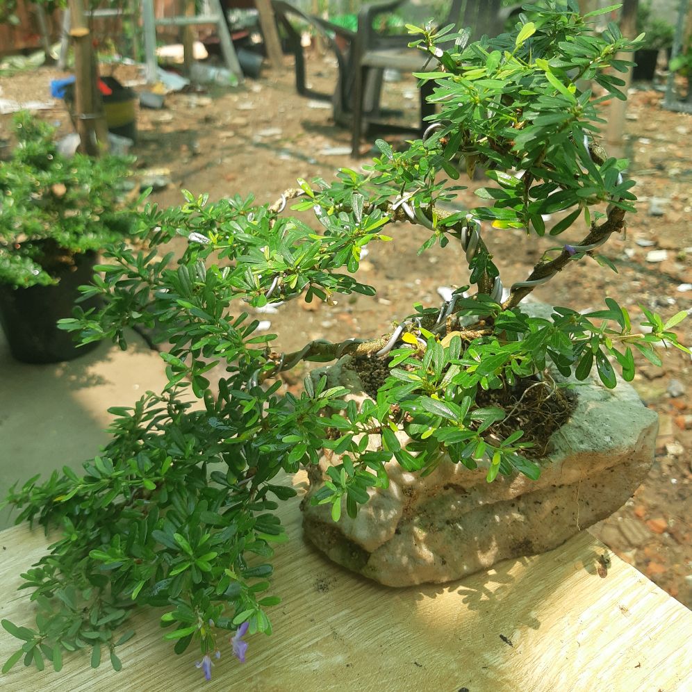 linh sam bonsai HÒN NON BỘ