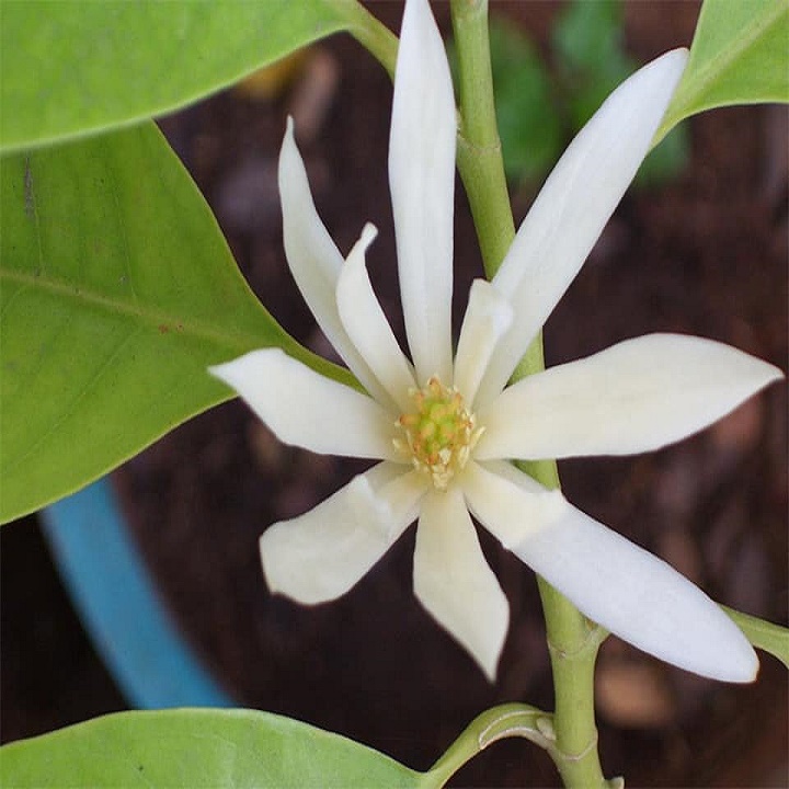 CÂY  HOA NGỌC LAN TRẮNG, HOA THƠM