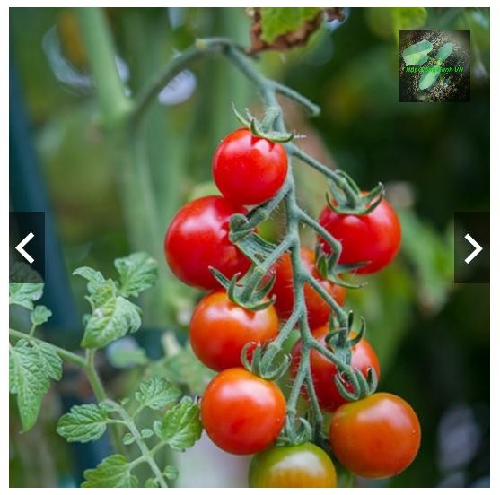 [Seeds] Hạt giống cà chua bi cherry, đóng gói 0.1gr (khoảng 50 hạt)