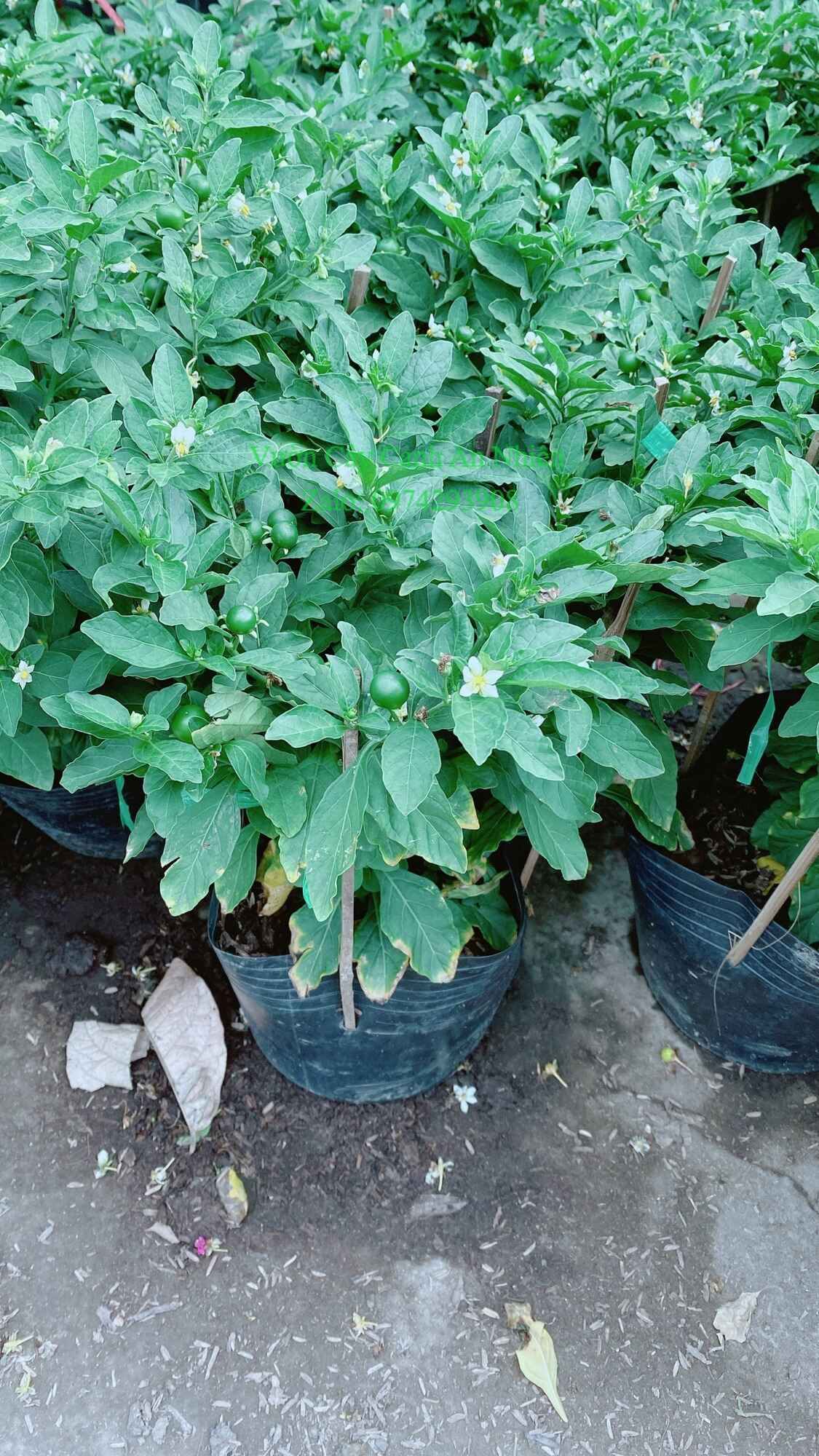 Ớt Chery hàng đẹp