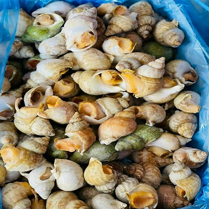 [CBC] Ốc Bulot Đại