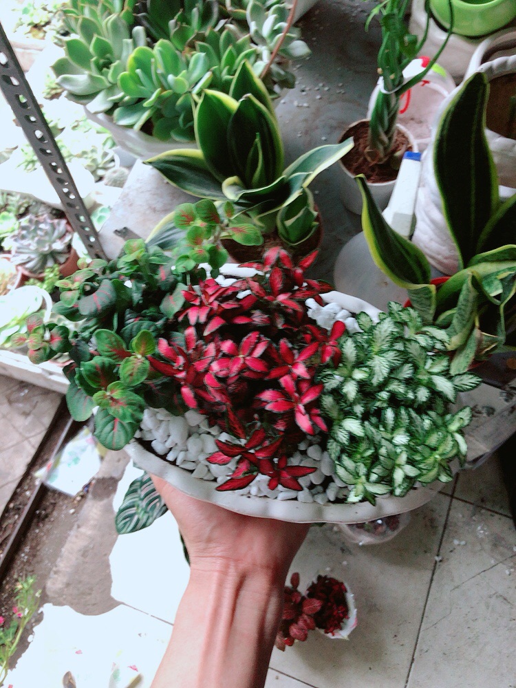 Chậu cây cẩm nhung (cây may mắn)