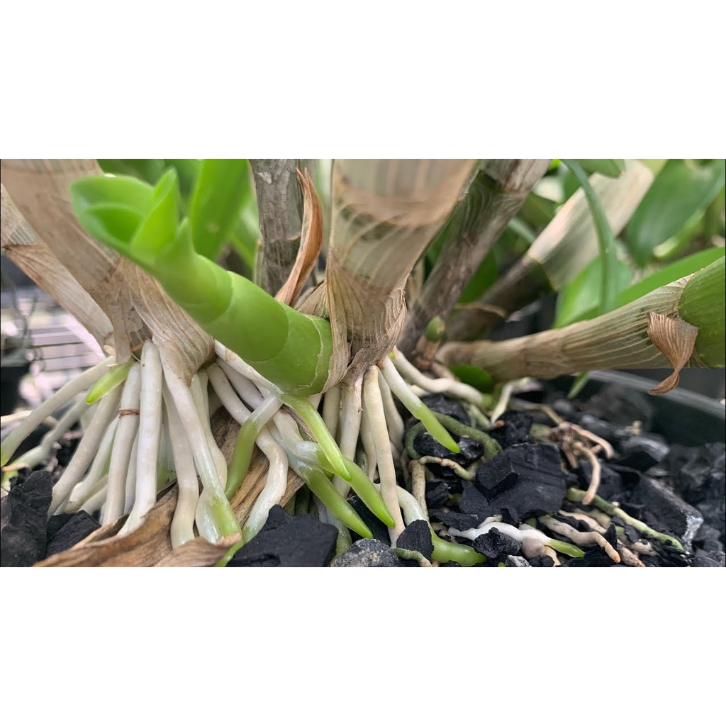 phân bón thông minh, tan chậm rynan 210. hũ 150g