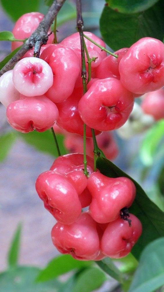 Cây mận hoàng yến