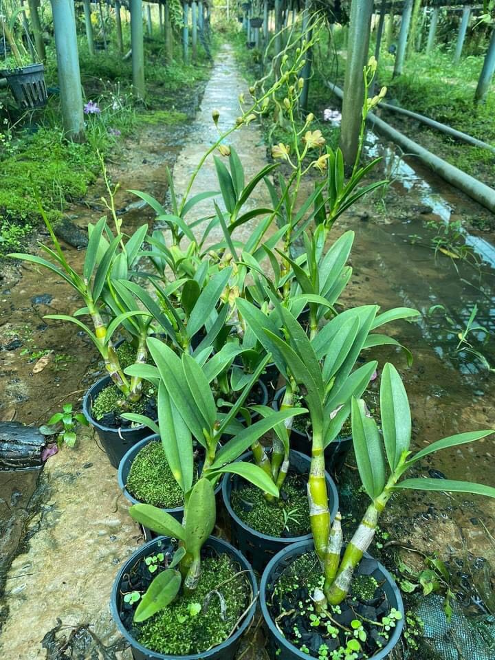 HOA LAN PENSUDA CAM