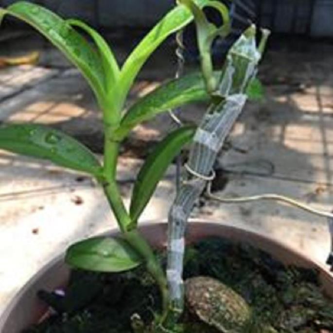 [FREESHIP - Xả Khô Máu] Hoa lan phi điệp - bầu cánh mai(cây cao 20cm,trồng ấm chậu,bộ rễ khỏe)