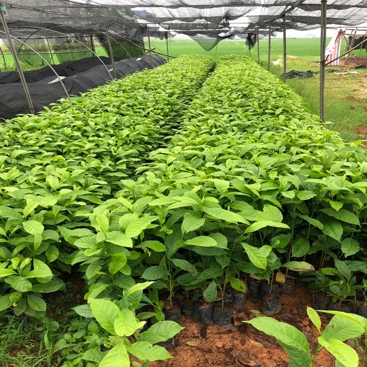 Combo 10 cây giống giổi xanh - 4767