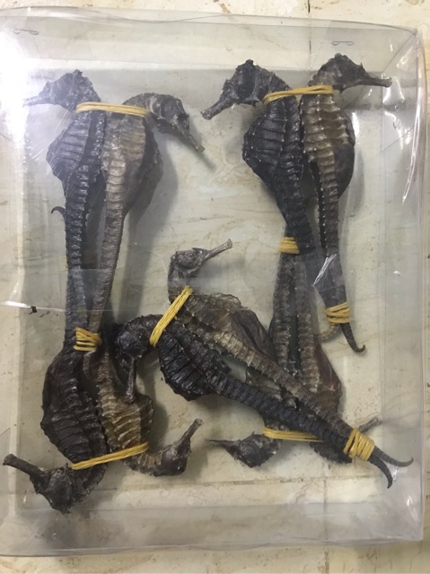 1 cặp cá ngựa size lớn 11-12cm