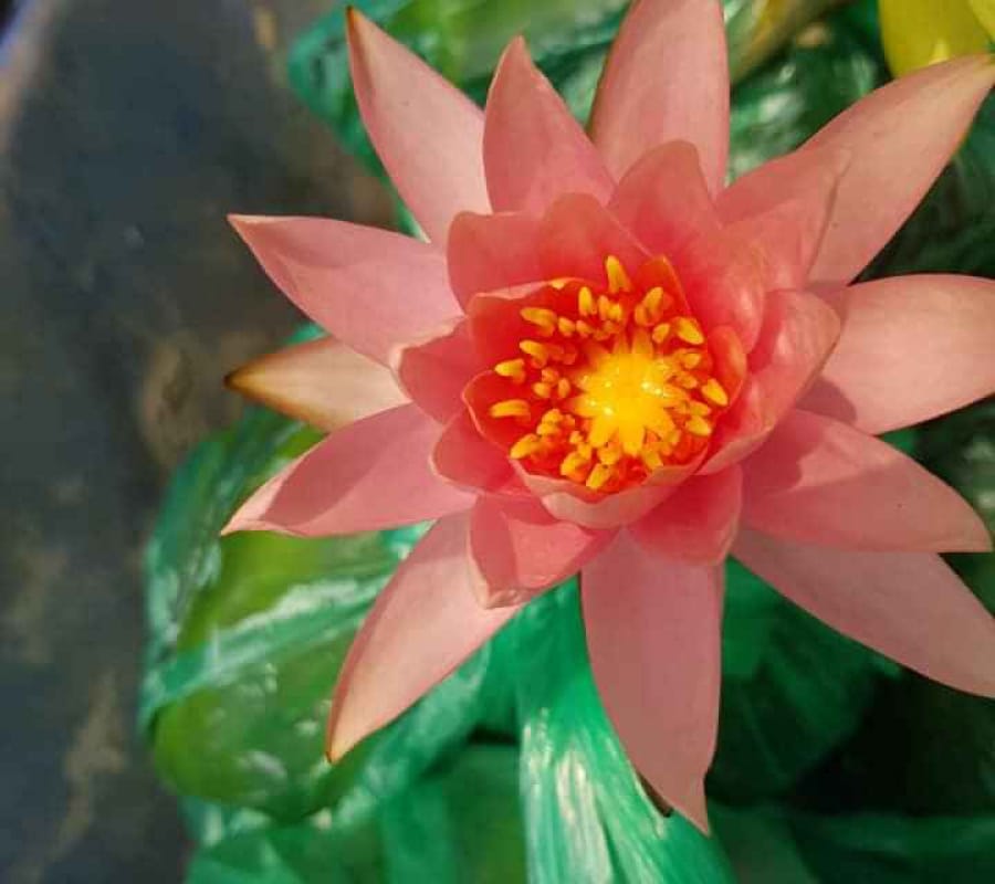 Cây hoa súng thái kép cam cá hồi