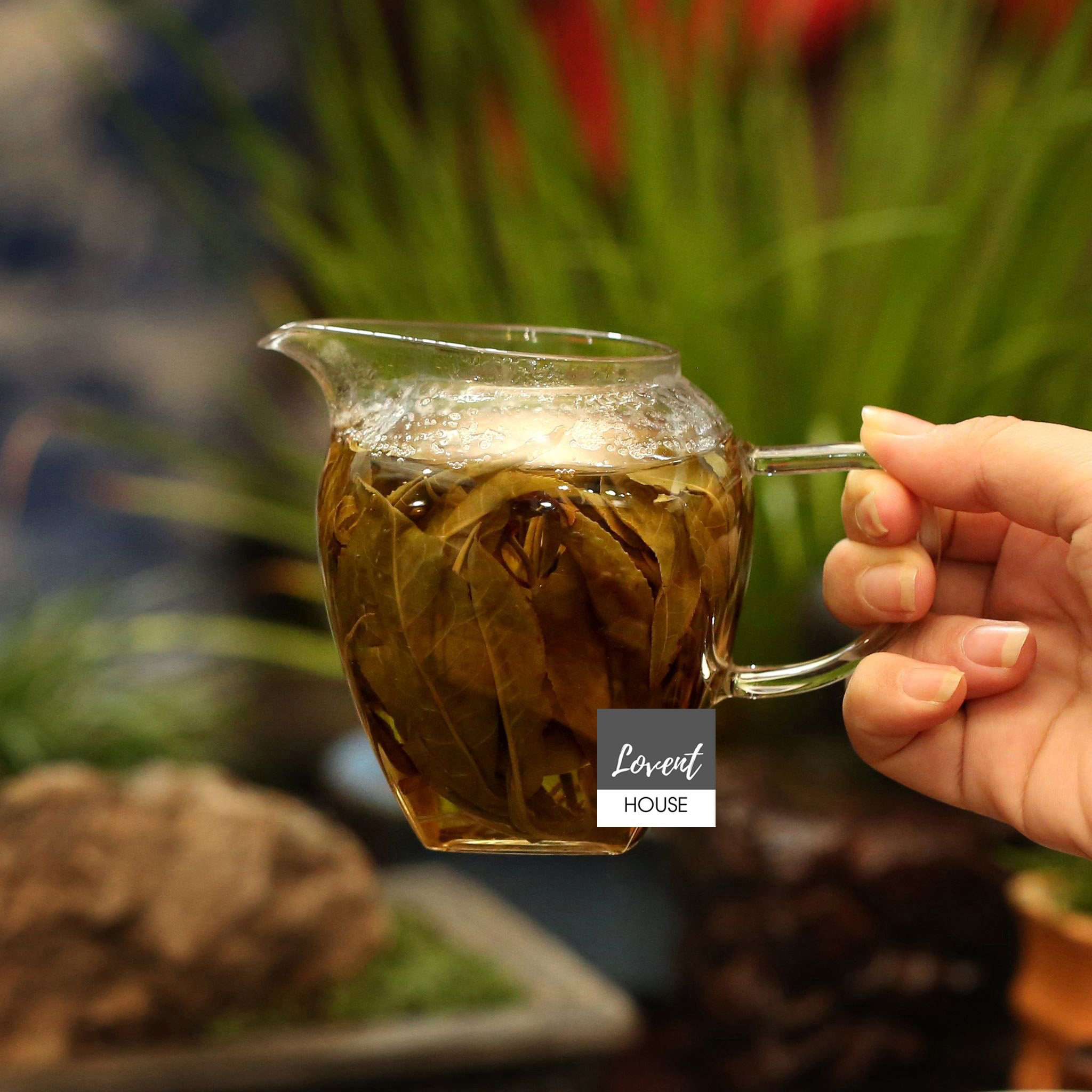 [HCM][Giá hủy diệt] [Ảnh thật] TRÀ CHÍT - SHAN TUYẾT CỔ THỤ - đặc sản Hà Giang
