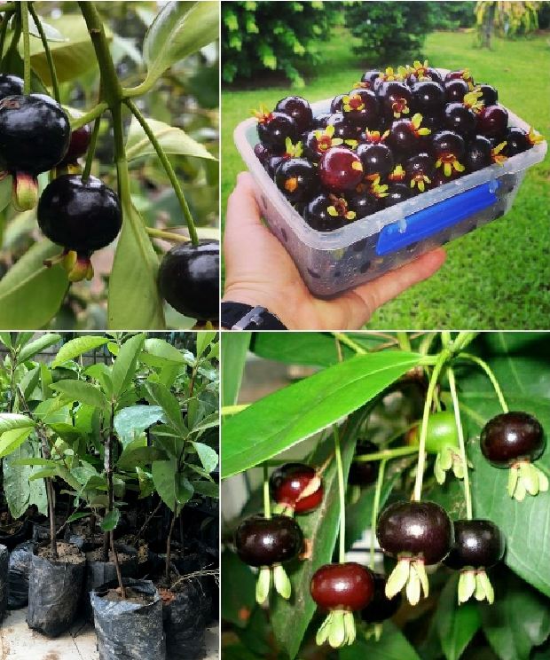 Hạt giống cây ăn trái cherry nhiệt đới gói 10 hạt