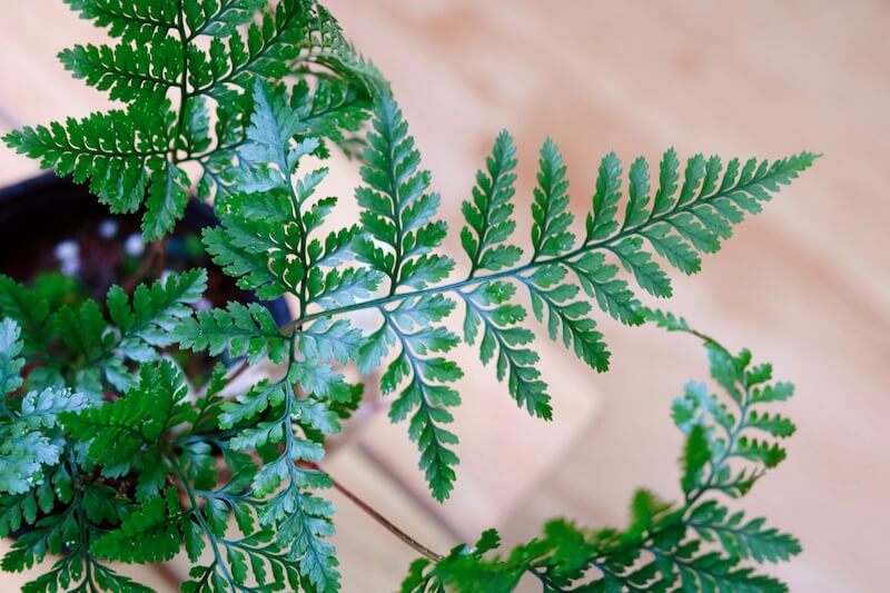 Chậu cây Davallia tyermanii (Rabbit Foot’s Fern) – Dương Xỉ Chân Thỏ