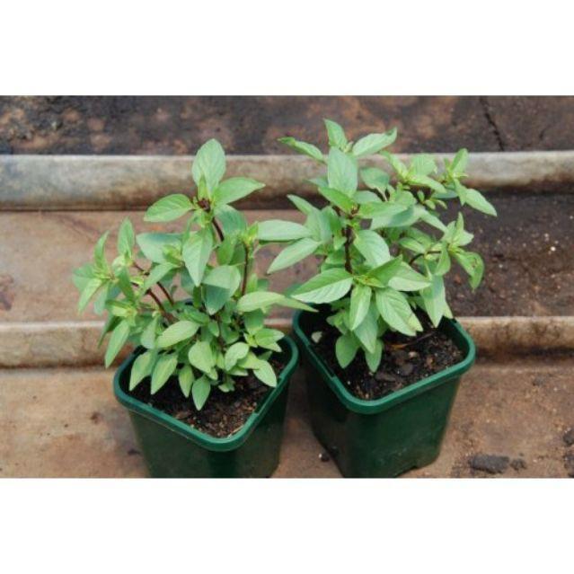 Cây Húng Quế (chậu 3 cây)- Chậu Rau