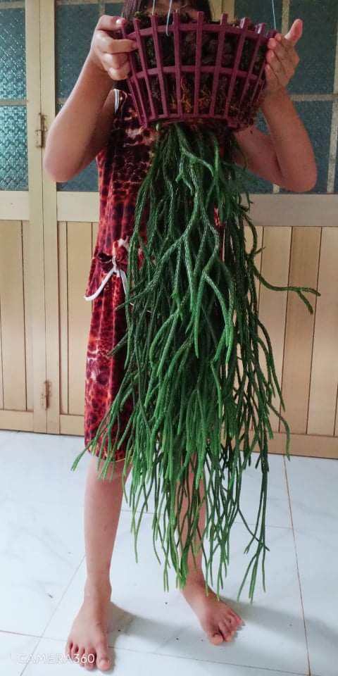 Cây Râu Rông Thông Mượt