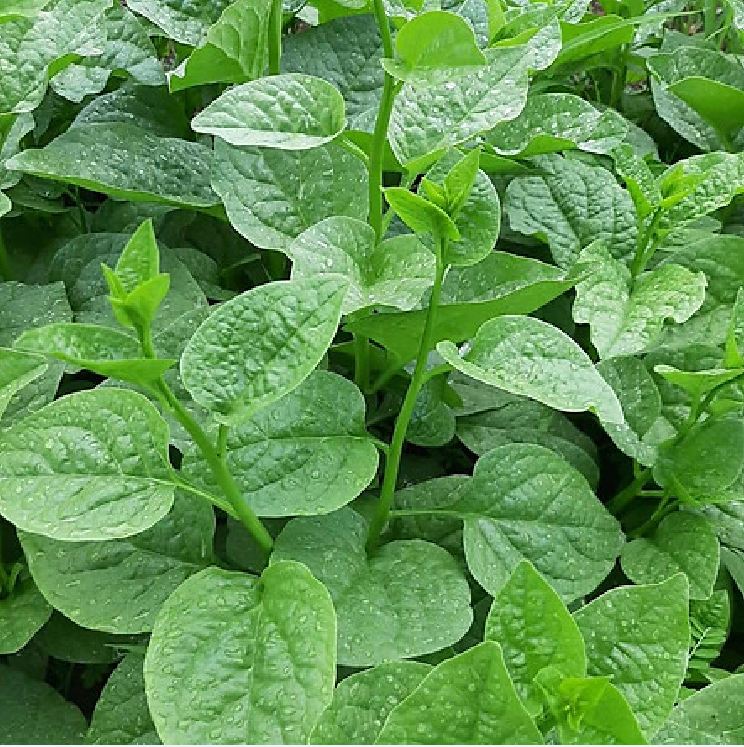 Hạt giống rau mồng tơi xanh - 20gram/gói