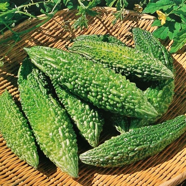 Khổ qua xanh trái dài Salsa (5 hạt)