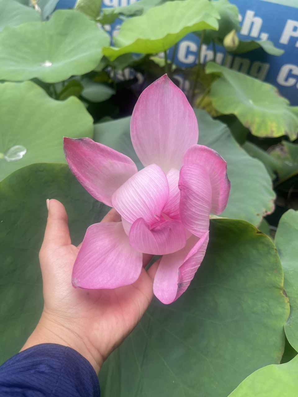 [Chỉ giao hoả tốc] Chậu cây hoa Sen Ta rất thơm và siêng bông