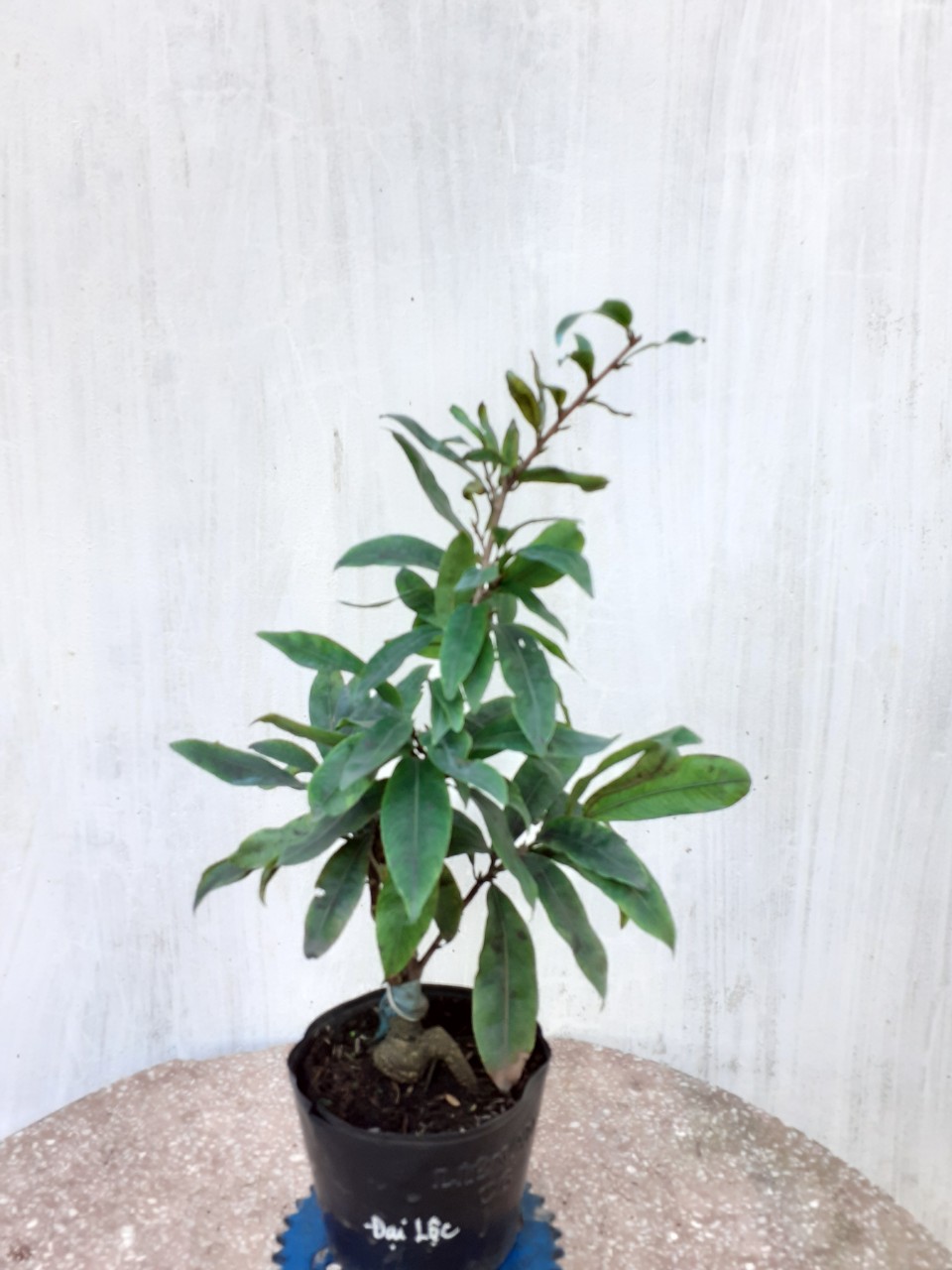 2 Cây Mai Đại Lộc