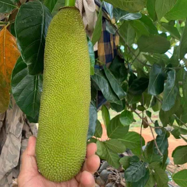 Mít quả dài malaisia