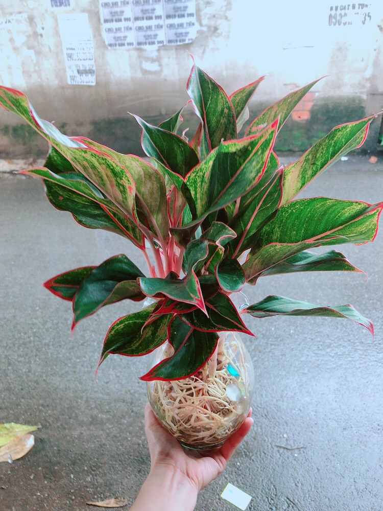 [HCM]Cây Phú Quý Thủy Sinh