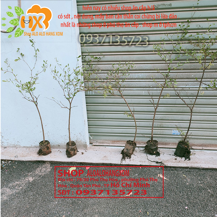 COMBO 3 CÂY BÀNG ĐÀI LOAN CAO TỪ 25-40CM -( BÀNG LÁ NHỎ)