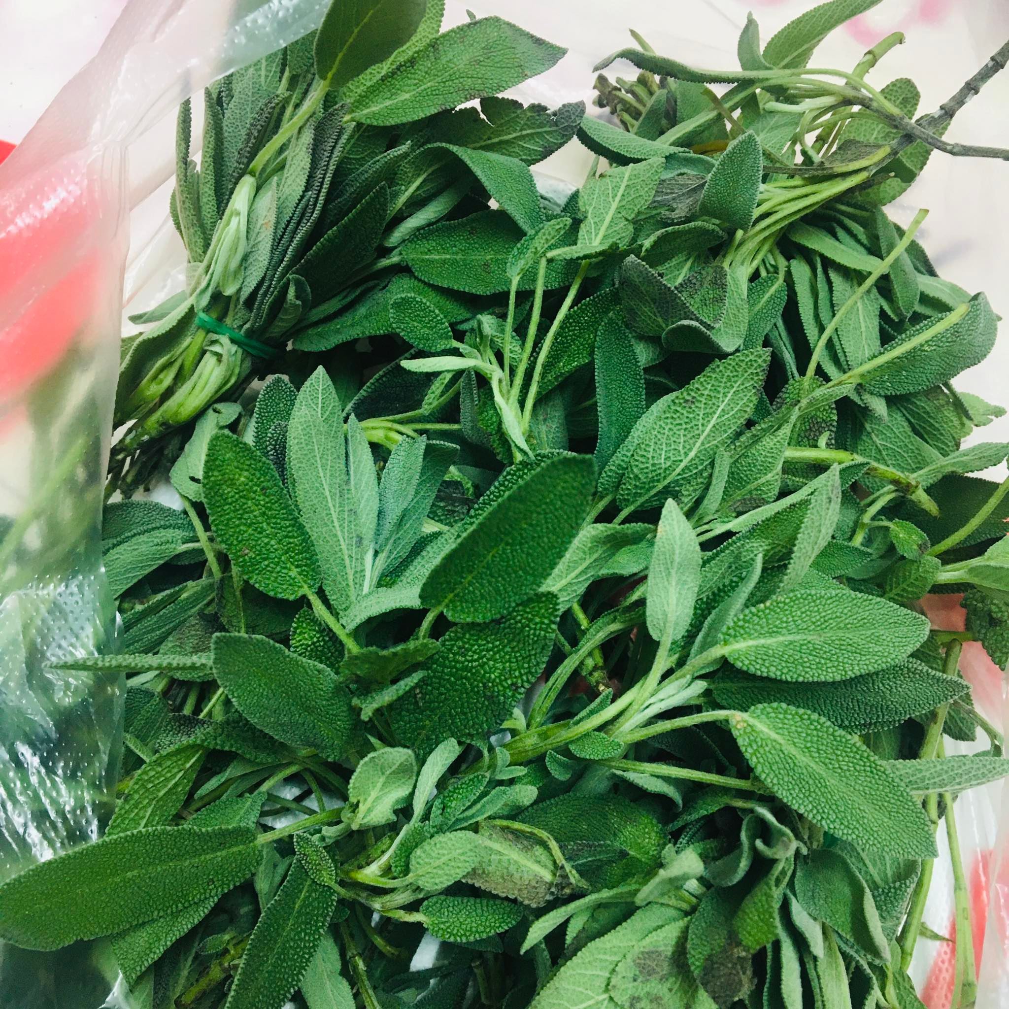 (chỉ giao miền Bắc+TUNG)Lá xô thơm sage tươi 50g,100g