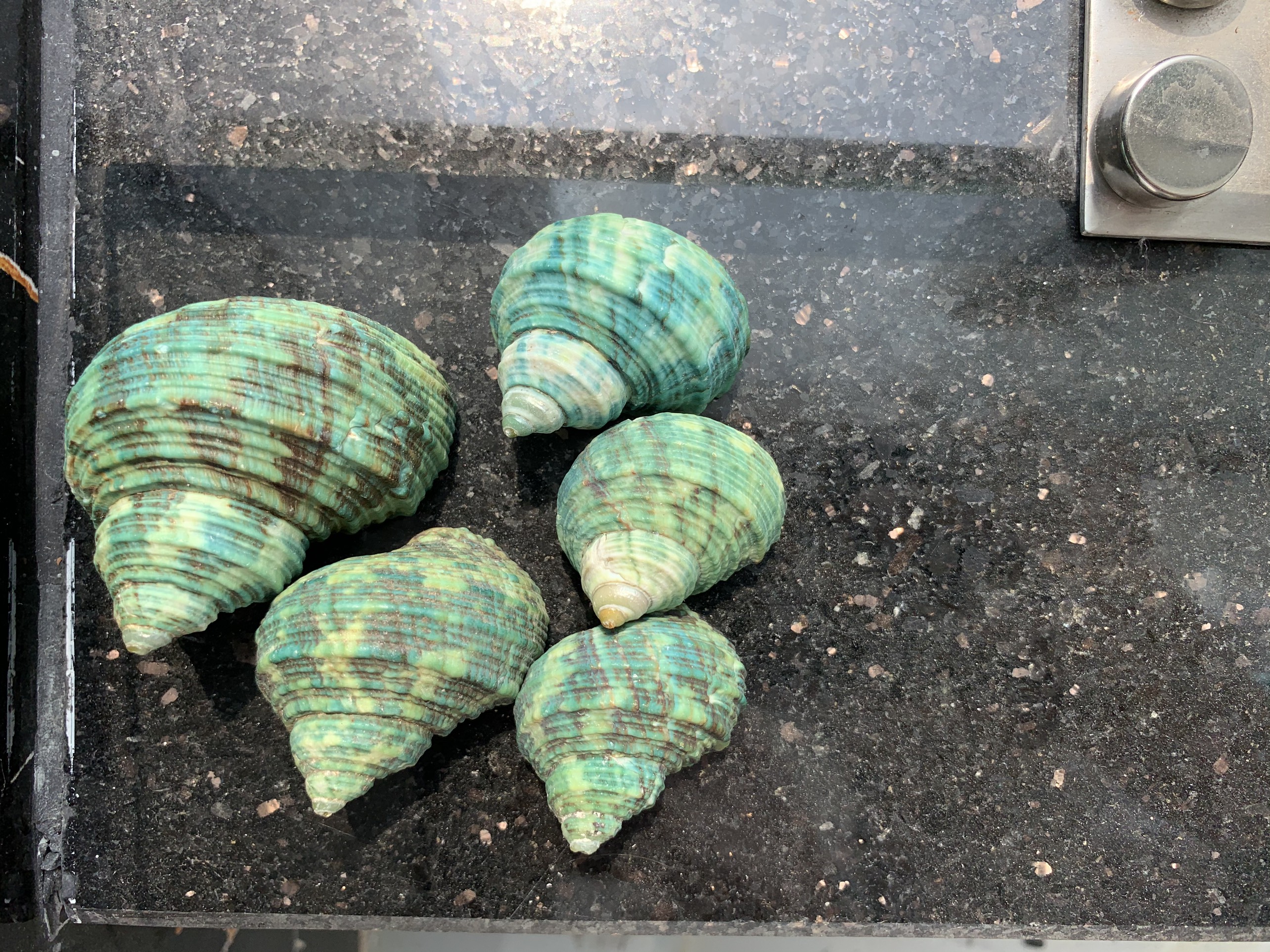 Vỏ ốc Mặt Trăng Xanh (trang trí bể cá)