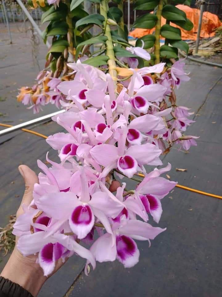 Lan phi điệp tím các vùng miền 1 kie