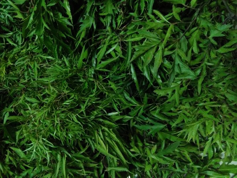 Lá đinh lăng tươi - gói 1kg