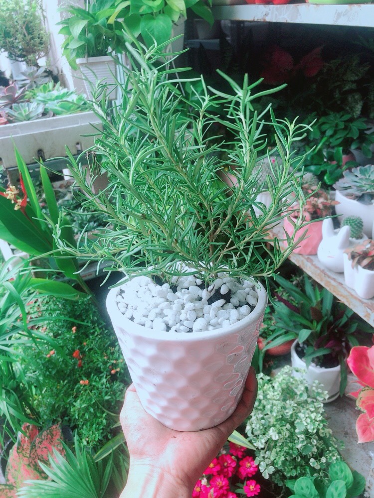 Chậu Cây Hương Thảo