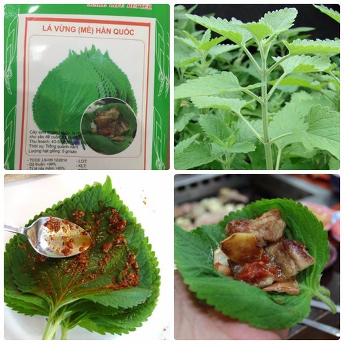 "Gói 0.5Gr=200Hạt " Hạt Giống Lá Mè - Lá Vừng - Tía Tô Xanh Hàn Quốc