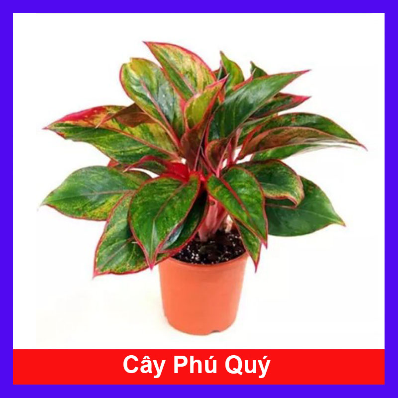 CÂY PHÚ QUÝ Cây phong thủy Cây lọc không khí Cây trang trí nhà cửa văn phòng