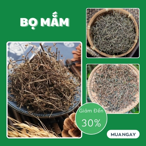 Cây bọ mắm sấy khô 1kg - tấn phát