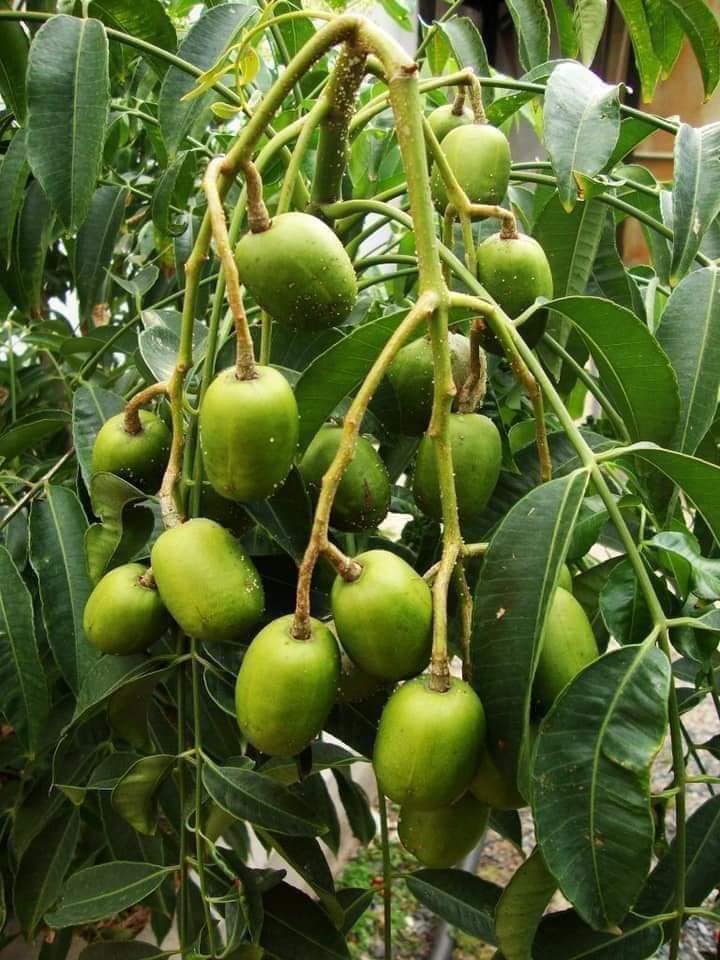 CÂY CÓC THÁI ĐANG HOA TRỒNG CHẬU