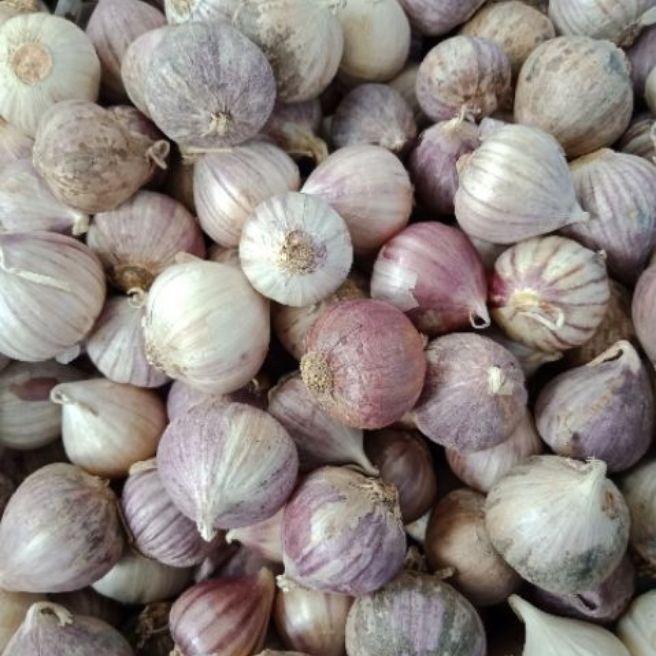 1kg tỏi cô đơn