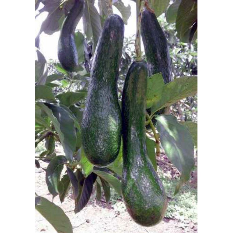 cây giống bơ 034 (giao siêu nhanh cam kết chất lượng)