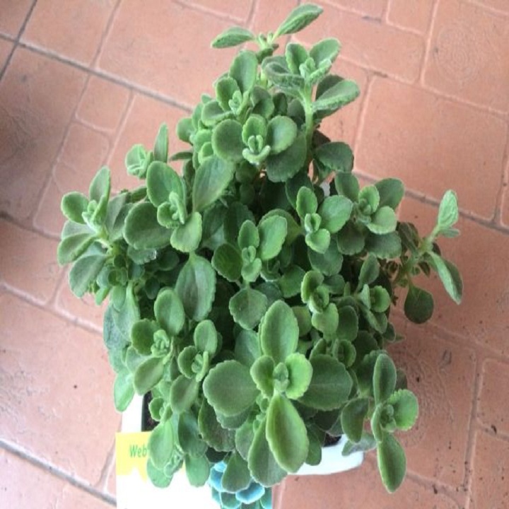 Cây nhất mạt hương (cây sen thơm)