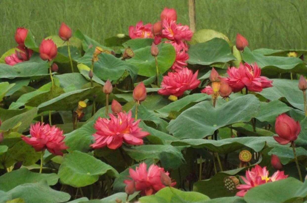 Củ Sen Thái Giống - Cho Hoa Sau 1 Tháng Trồng