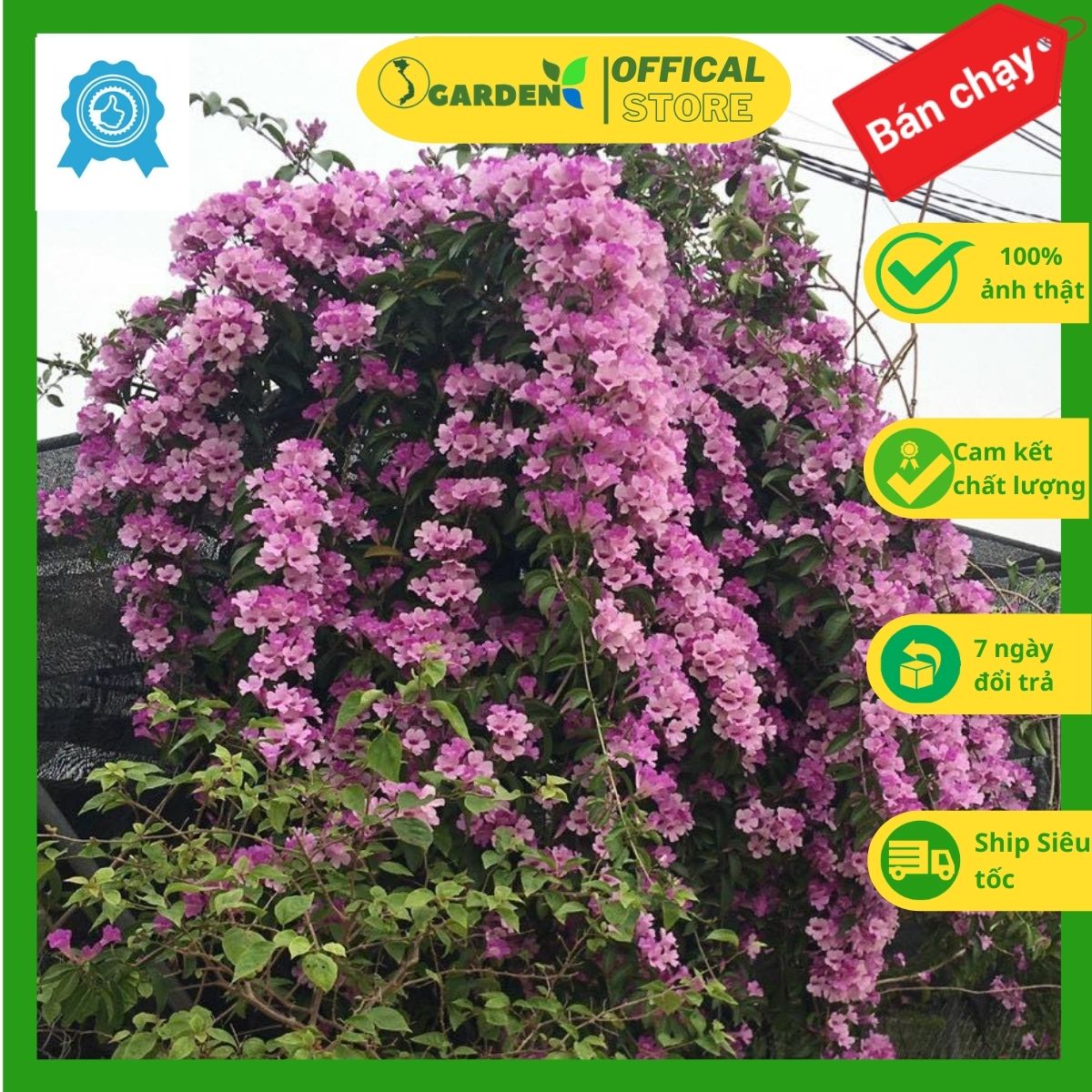 Hoa lan tỏi, hoa leo giàn cây cao khoảng 50-60cm (như hình)