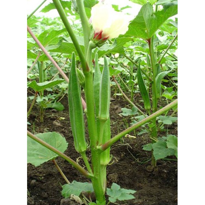 [gói 20g] Hạt giống Đậu bắp xanh