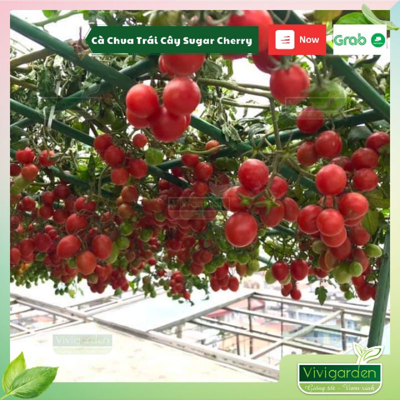 Hạt giống cà chua bi cà chua trái cây siêu ngọt Sugar cherry giống hữu cơ Mỹ chịu nhiệt tốt sai quả và ngon ngọt