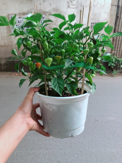 Chậu Ớt Kiểng Trái Tim