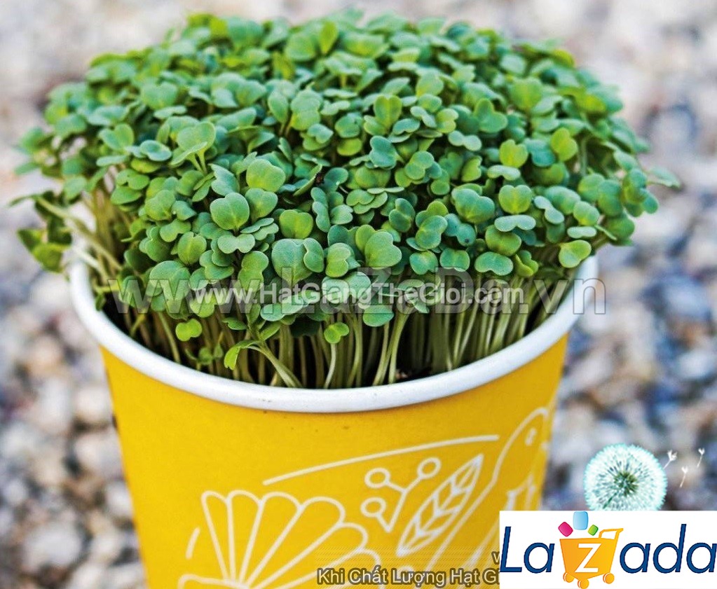 1kg hạt giống rau mầm cải ngọt