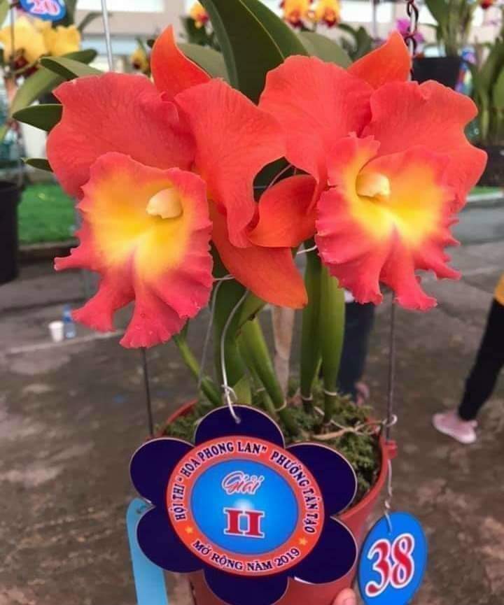 HOA LAN CATT BẢO NGHI
